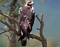 Aguila imperial iberica