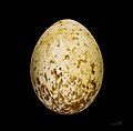 Aigle d'Australie MHNT