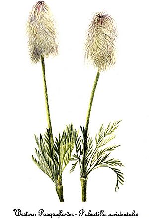 Archivo:Anemone occidentalis-4, by Mary Vaux Walcott