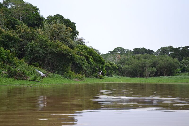 Aves en pleno vuelo