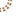tSTRr brown