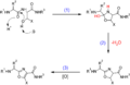 Biosynthesis of oxazole