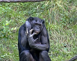 Archivo:Bonobo 009