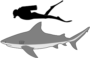 Archivo:Bull shark size