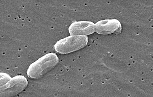 Archivo:Burkholderia cepacia