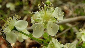 Archivo:Campomanesia aromatica (Aubl.) Griseb. - Flickr - Alex Popovkin, Bahia, Brazil (2)