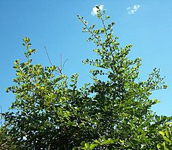 Capparis tomentosa Ilanda 10 08 2010.JPG