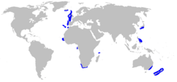 Distribución de la especie (en azul)