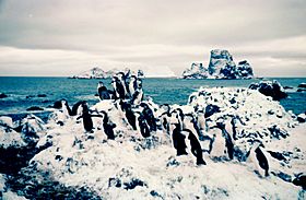 Archivo:Chinstrap penguins at Cape Geddes Laurie Island 1962