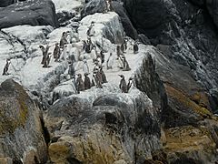 Colonia de pingüinos de Humboldt (Spheniscus humboldti). Caldera (Chile)