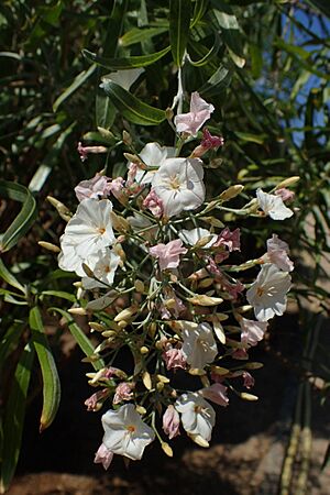 Archivo:Convolvulus floridus kz01