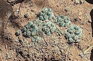 Archivo:Coryphantha elephantidens elephantidens 4
