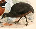 Crypturellus berlepschi 1897