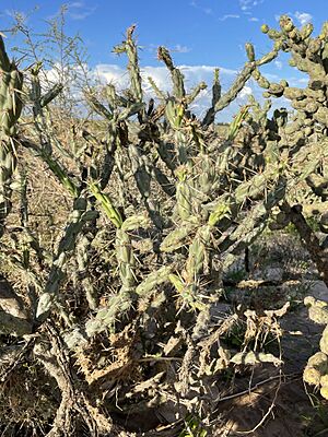 Archivo:Cylindropuntia calmalliana 237480387