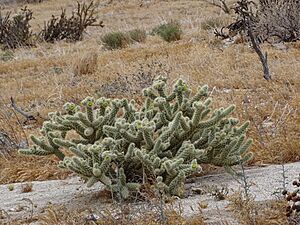 Archivo:Cylindropuntia ganderi 3