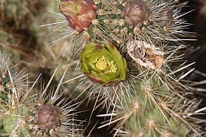 Archivo:Cylindropuntia ganderi ganderi 2
