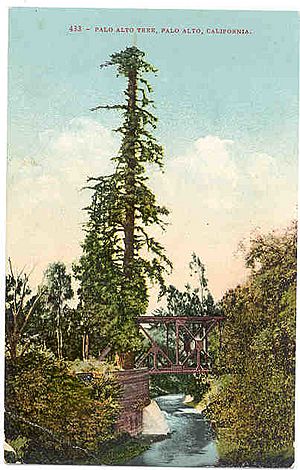 Archivo:El-palo-alto-tree-california