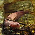 Electric eel Electrophorus electricus