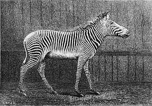 Archivo:Equus grevyi 1882 (a)