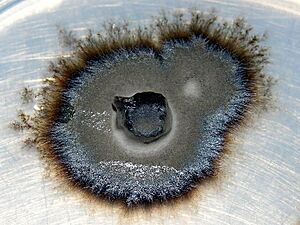 Archivo:Ericoid mycorrhizal fungus