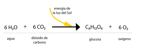 Archivo:Esquema de la reacción química de la fotosíntesis en vectores