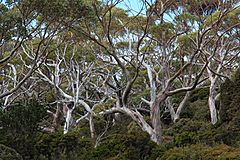Eucalyptus coccifera forest — Tindo2.jpg