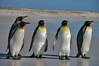 Archivo:Falkland Islands Penguins 36