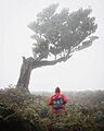 Favorite Madeira photo's (51797719942)