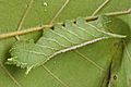 Four-horned Sphinx (Elm Sphinx)