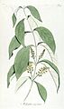 Fragmenta botanica, figuris coloratis illustrata (T. 83) BHL287712