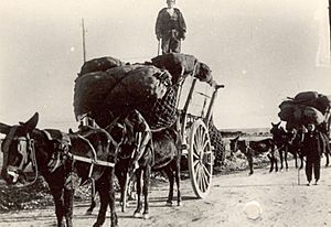 Archivo:Fundación Joaquín Díaz - Carro con mulas - Carpio del Campo (Valladolid)