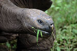 Archivo:Galápagos tortoise Santa Cruz