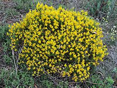 Archivo:Genista hirsuta Habitus DehesaBoyaldePuertollano