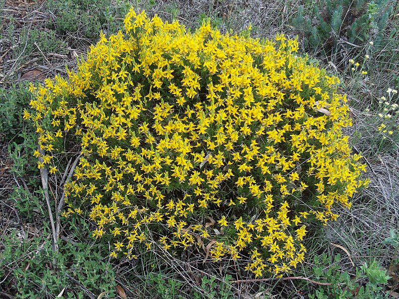 Genista hirsuta Habitus DehesaBoyaldePuertollano