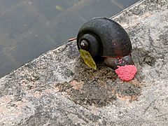 Golden apple snail laying eggs, Singapore