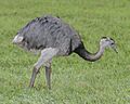 Greater Rhea (Rhea americana) -Argentina-8