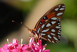 Archivo:Gulf Fritillary (Bermuda)