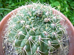 Archivo:Gymnocalycium baldianum