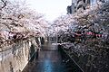 Hanami at Megurogawa River 2023 (53076792060)