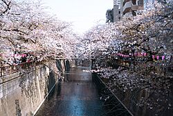 Hanami at Megurogawa River 2023 (53076792060).jpg
