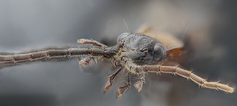 Head Galerita collaris