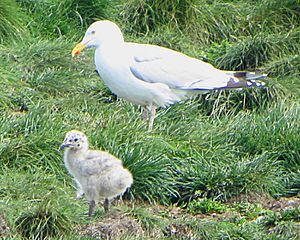 Archivo:Herring Gull and chick, NL
