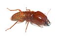 Hodotermes mossambicus, soldaat-kaste, Arcadia, b