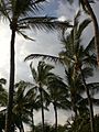 Lanai Palmeras