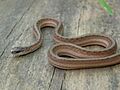 Marsh Brown Snake