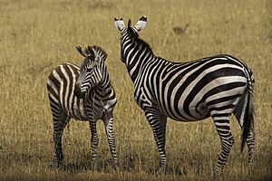 Archivo:Masai Mara National Reserve 16 - plains zebra (Equus quagga)