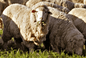 Archivo:Merino sheep