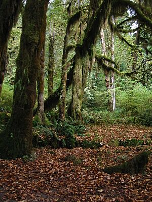 Archivo:MossesHohRainForest 7306