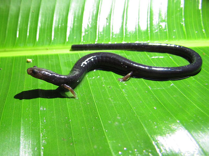 Oedipina capitalina