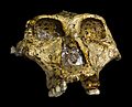 Original of Paranthropus robustus Face